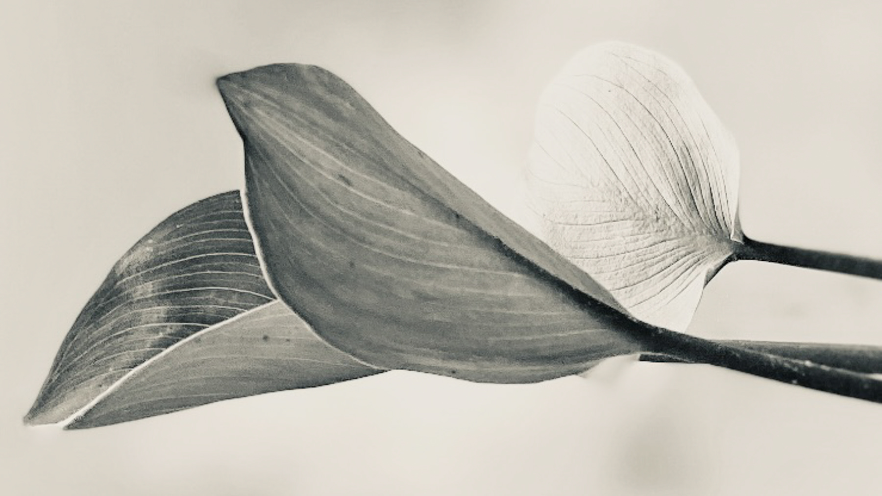 Aromaterapi massasje